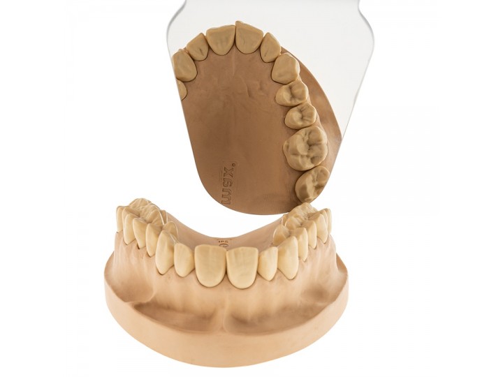 Зеркало изогнутое внутриротовое Арт. 3Р.01И