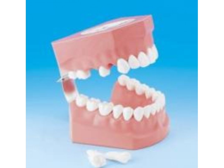 Модель для демонстрации чистки зубов с щеткой