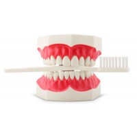 Модель для демонстрации чистки зубов с щеткой