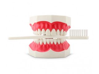 Модель для демонстрации чистки зубов с щеткой