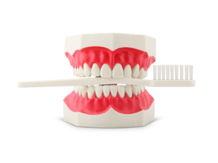 Модель для демонстрации чистки зубов с щеткой