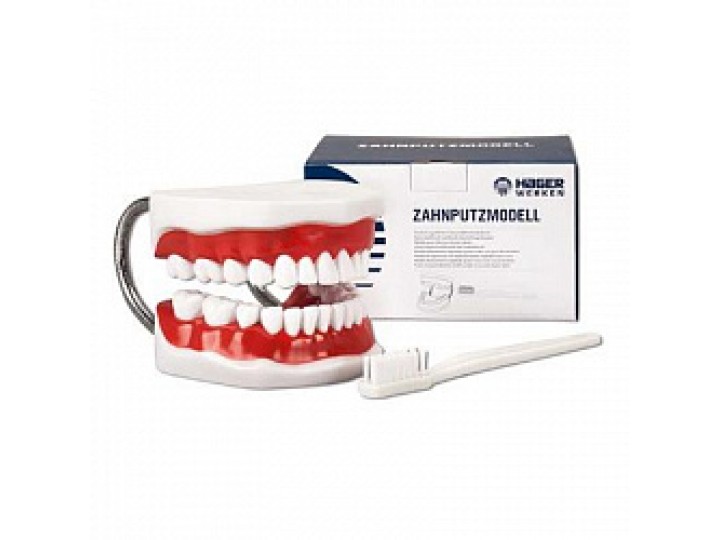 Демонстрационная модель с супер зубной щеткой