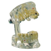 Демонстрационная модель, прозрачная (ребенок)