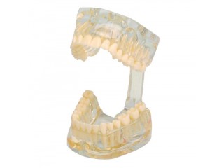 Демонстрационная модель, прозрачная