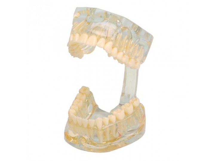 Демонстрационная модель, прозрачная