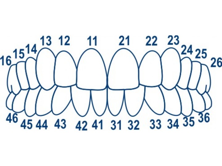 Матрицы-колпачки для моляров 1.911М