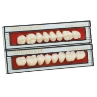 Набор из 8 зубов Chromascop жеват.верх. N4