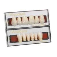 Набор из 6 зубов Chromascop фронт. низ. 56