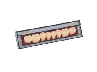 Набор из 8 зубов A-D жеват.низ. 31