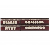 Полный гарнитур зубов Spofadent Plus 53-53-1/74
