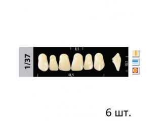 Зубы Super Lux 1/37 фронтальный верх, 6 шт.