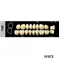 Зубы Super Lux 70N жевательный низ, 8 шт.