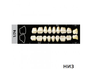 Зубы Super Lux 1/74 жевательный низ, 8 шт.