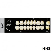 Зубы Super Lux 1/60 жевательный низ, 8 шт.