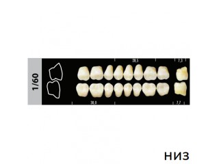 Зубы Super Lux 1/60 жевательный низ, 8 шт.