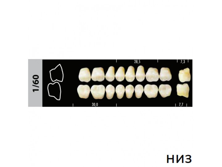 Зубы Super Lux 1/60 жевательный низ, 8 шт.