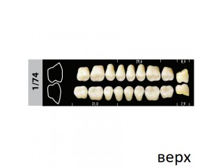 Зубы Super Lux 1/74 жевательный верх, 8 шт.