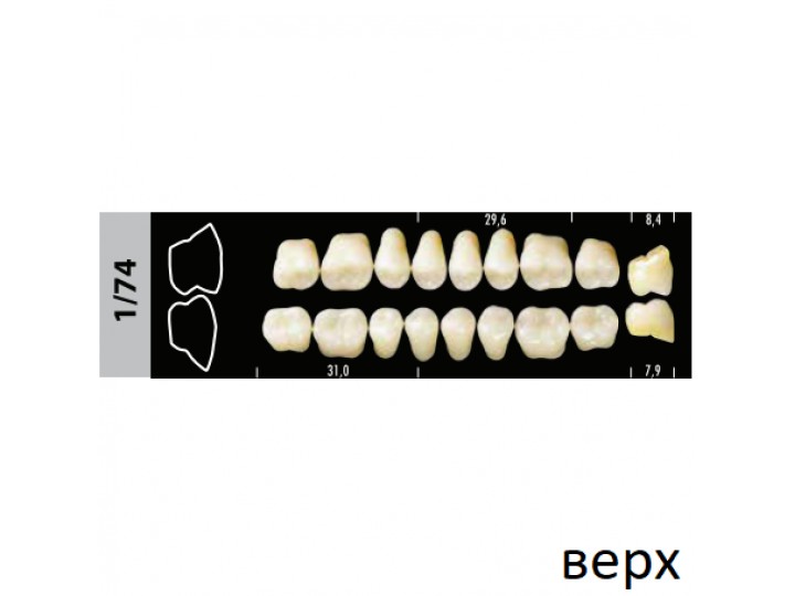 Зубы Super Lux 1/74 жевательный верх, 8 шт.