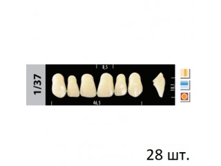 Зубы Super Lux 1/37 полный гарнитур, 28 шт.