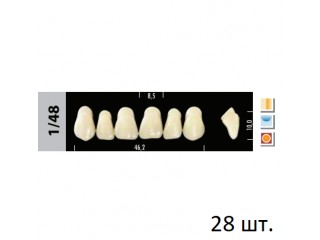 Зубы Super Lux 1/48 полный гарнитур, 28 шт.