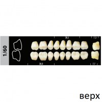 Зубы Super Lux 1/60 жевательный верх, 8 шт.