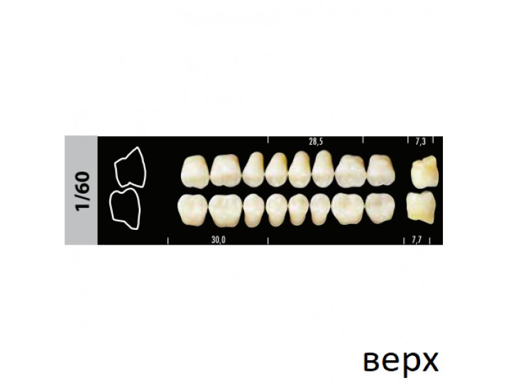 Зубы Super Lux 1/60 жевательный верх, 8 шт.