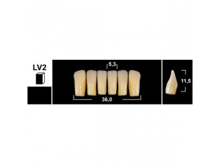 Зубы Tribos LV2 фронтальные нижние