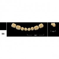 Зубы Tribos SS боковые нижние