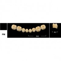 Зубы Tribos PM боковые нижние